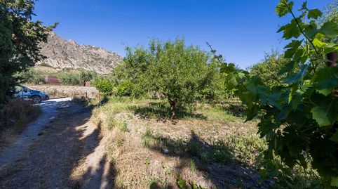 Oportunidad Única Finca Rústica Productiva junto al Polideportivo de Dúrcal, immagine 5