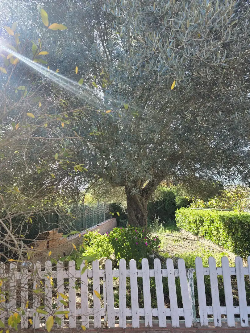 House with terrace for sale in Calle Narcis Monturiol, imagen 11