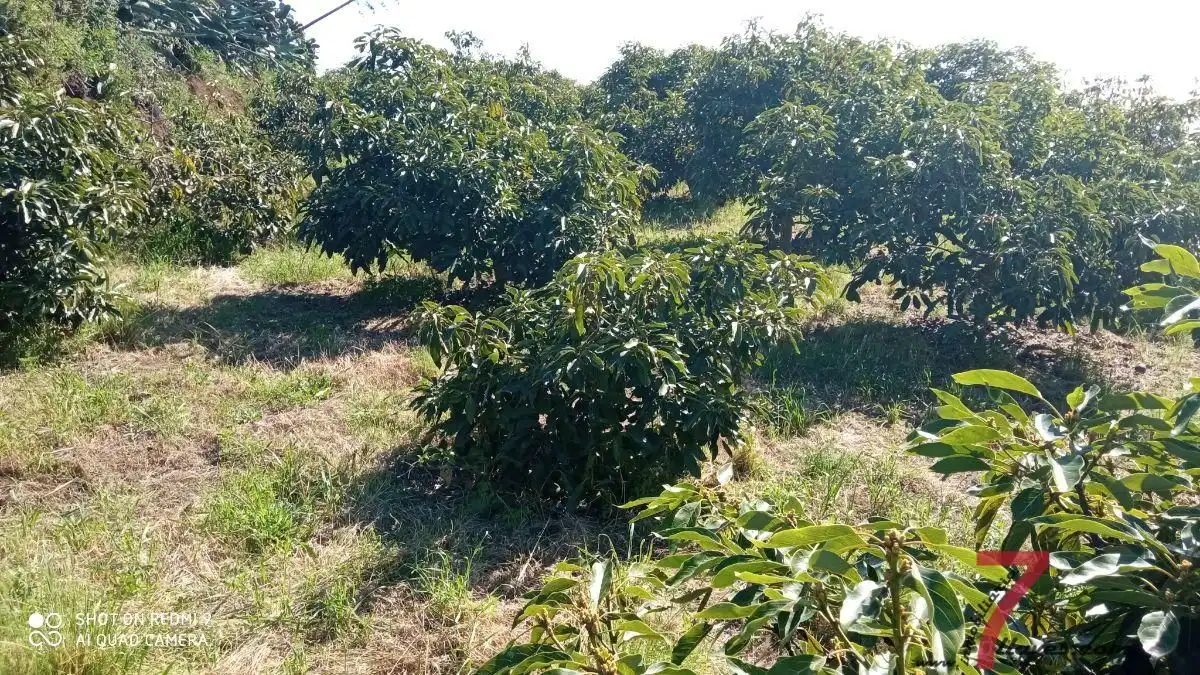 Finca rústica en venda en Puntallana