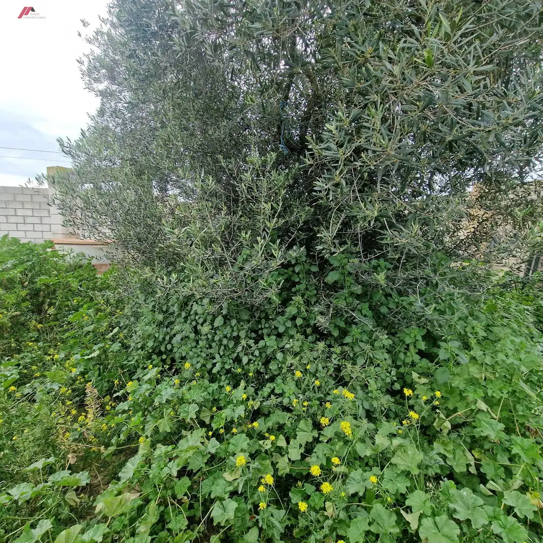Rural land for sale in Ctra Sanlúcar - Cuatro Pinos, imagen 5