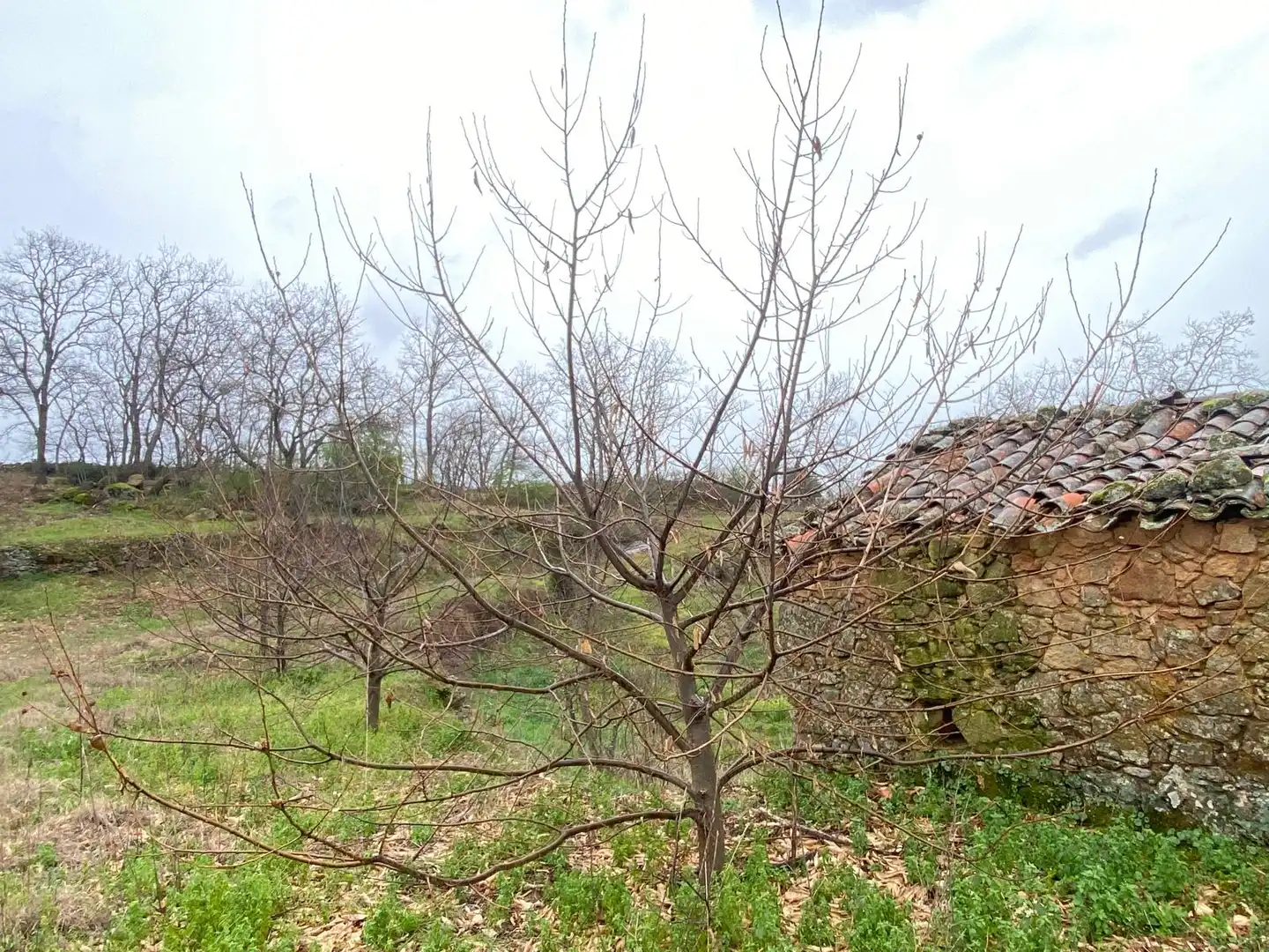 Terreny rústic en venda a Arroyomolinos de la Vera, imagen 4