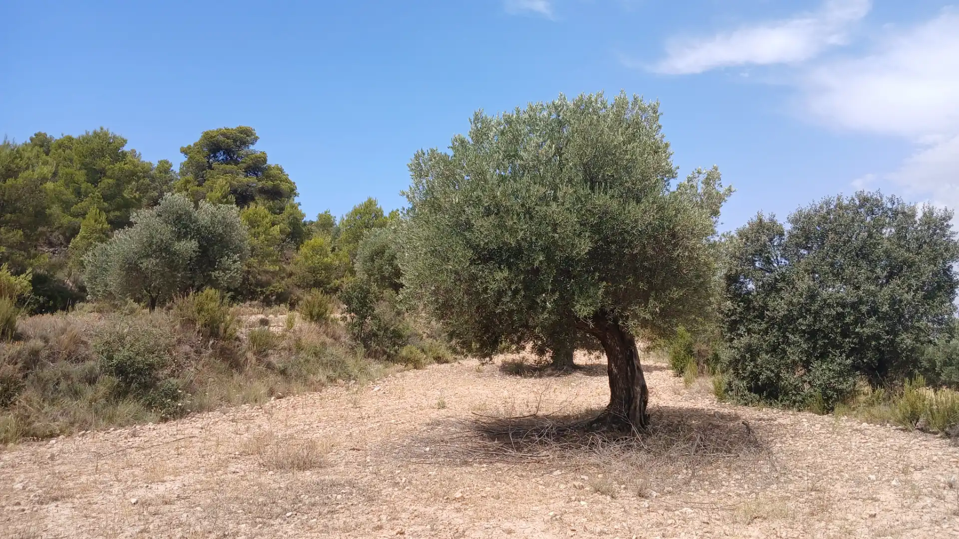 Terreno en venta en Torrevelilla, Teruel