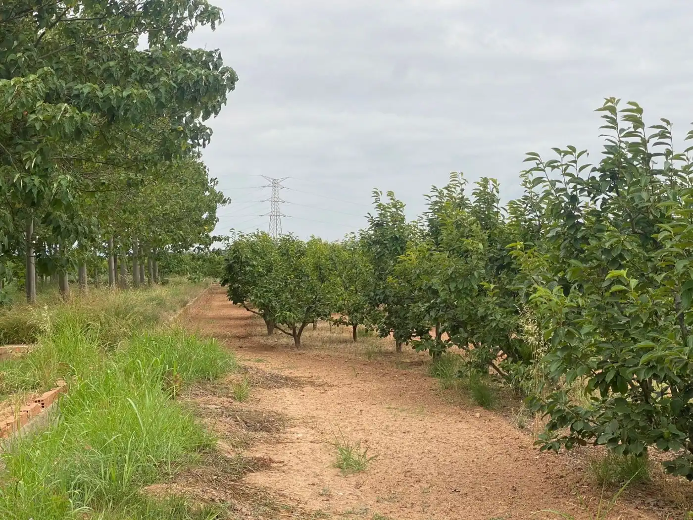 Land for sale in Carlet