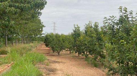 TERRENO RURAL DE KAKI EN PRODUCCIÓN, imatge 5