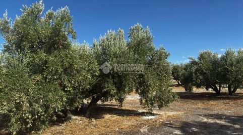 Terrenos en venta en Jódar, immagine 2