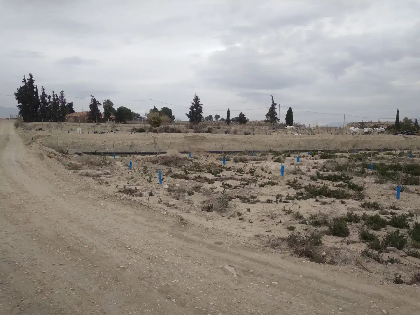 Terreny rústic en venda a Camino de la Almazara 226, imagen 6