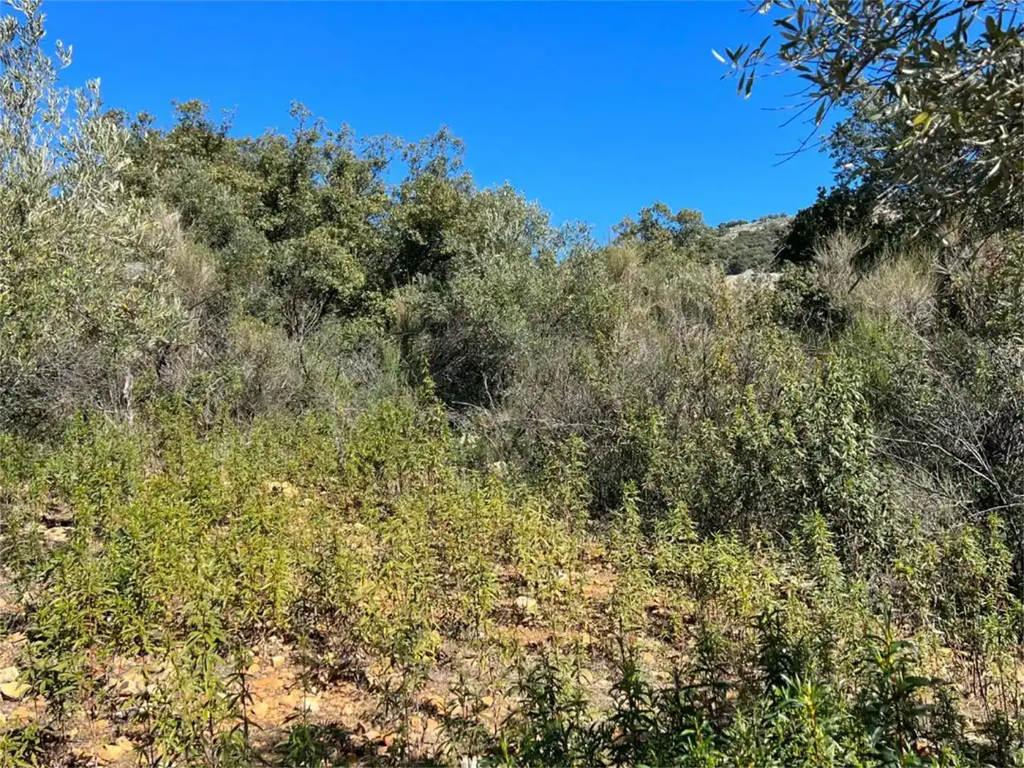 Finca rústica en venta en Castañar de Ibor con Piscina