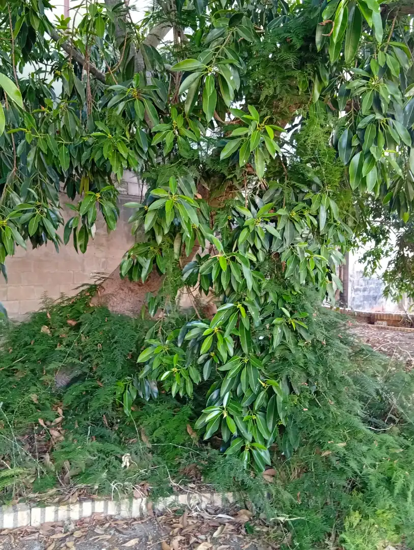 Terreni e lotti in vendita a La Hacienda - Nueva Andalucía, imagen 34