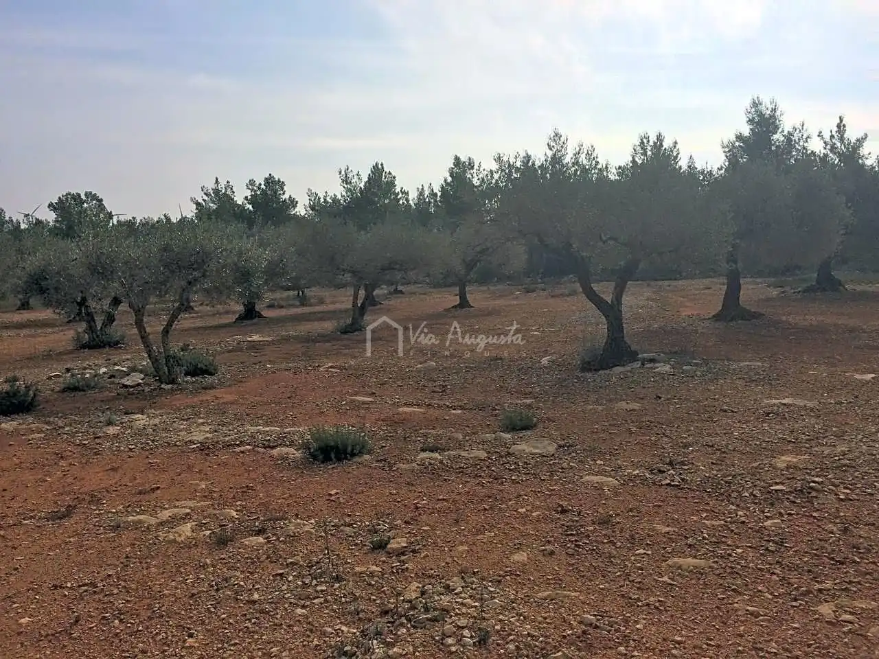 Terreno rustico in vendita a Burga, imagen 13