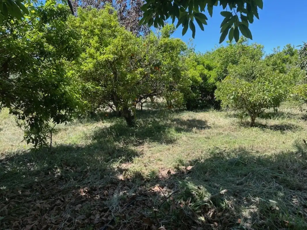 Terreno en venta en La Font d'en Carròs