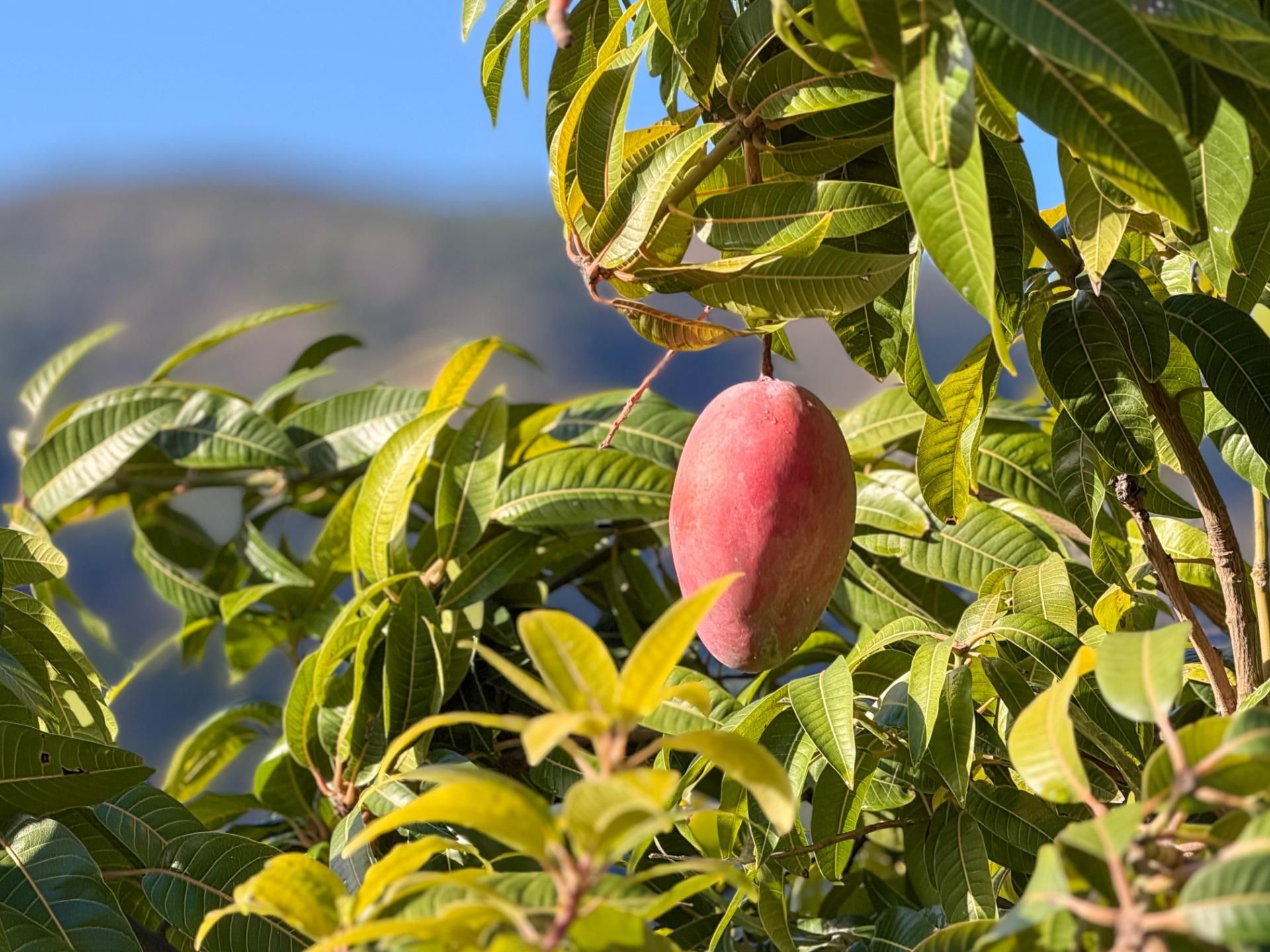 Garden of Country house for sale in Los Guájares  with Terrace and Storage room