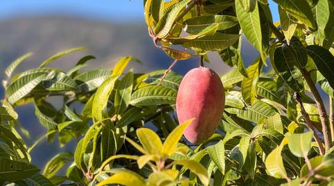 Photo 3 of Country house for sale in Calle Diseminados, Pol-8 Par-359, Los Guájares, Granada