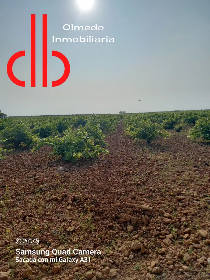 Terreno rústico en venta en Tomelloso, imagen 14