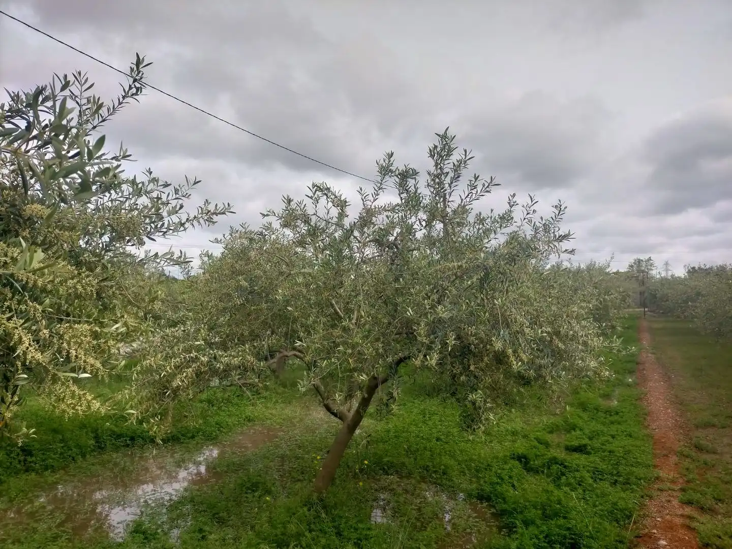 Terreno rustico in vendita a Detrás de la gasolinera Las Palmeras N/A, imagen 3