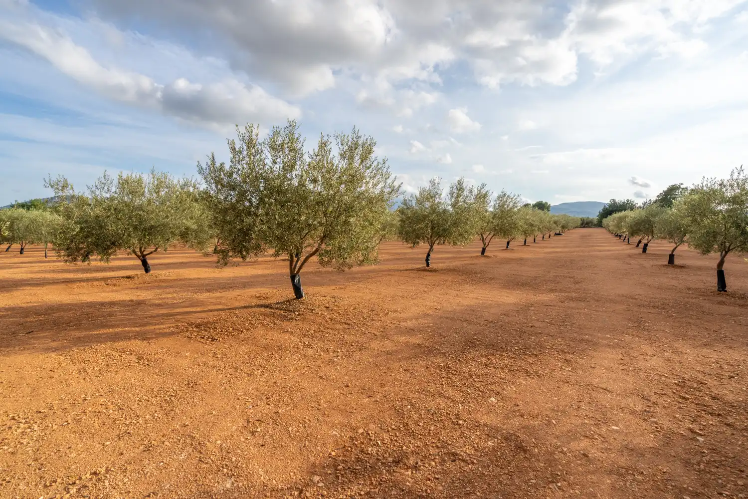 Rural land for sale in T-331 12