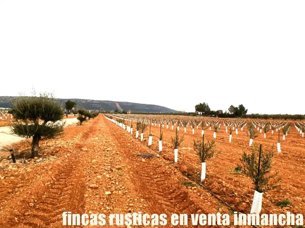 Rural land for sale in Valdepeñas, imagen 16