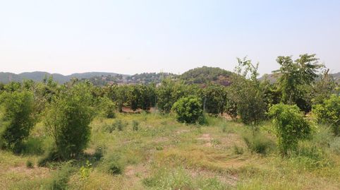 TERRENO DE 2 HANEGADAS ENTRE PETRES Y ALBALAT TARONGERS, imatge 3