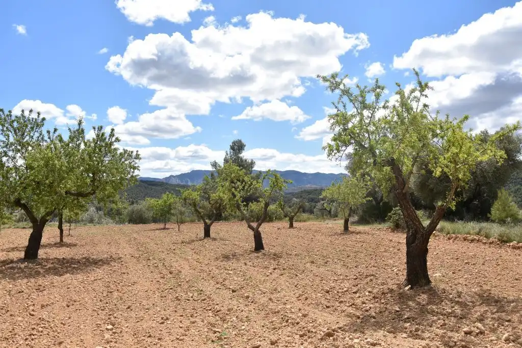 Terreni e lotti in vendita a Arens de Lledó, imagen 6