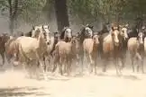 Terreni e lotti in vendita a Camino de Villalba del Alcor 12, imagen 7
