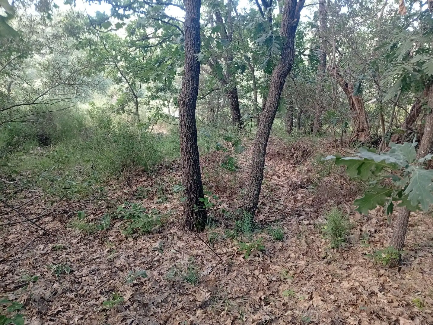 Terreni e lotti in vendita a Losar de la Vera, imagen 47