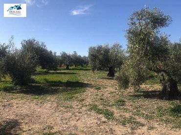 Terreno rustico in vendita a Polígono 10 Parcela 6