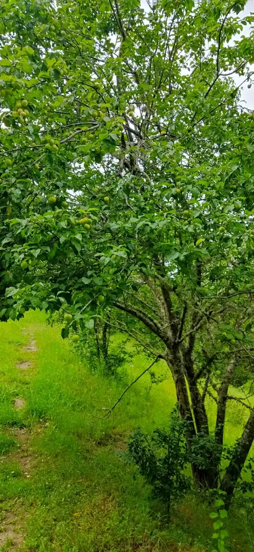 Jardí de Casa o xalet en venda en Pesaguero amb Calefacció, Terrassa i Moblat