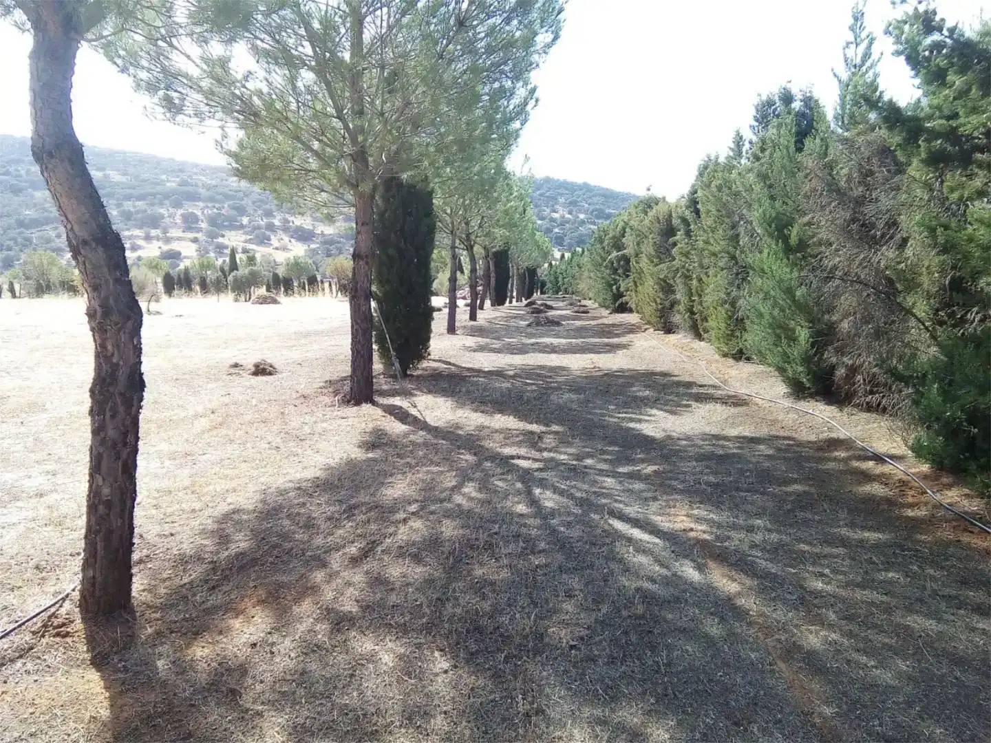 Land for sale in Moral de Calatrava
