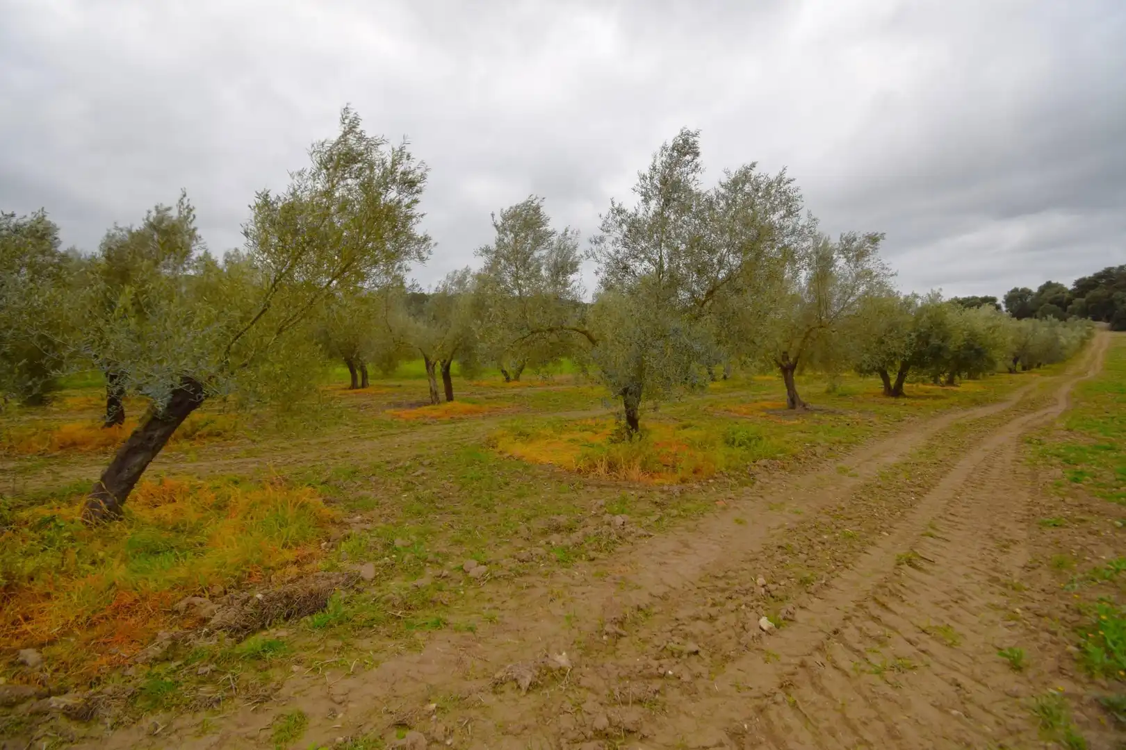 Rural land for sale in Llubí, imagen 4