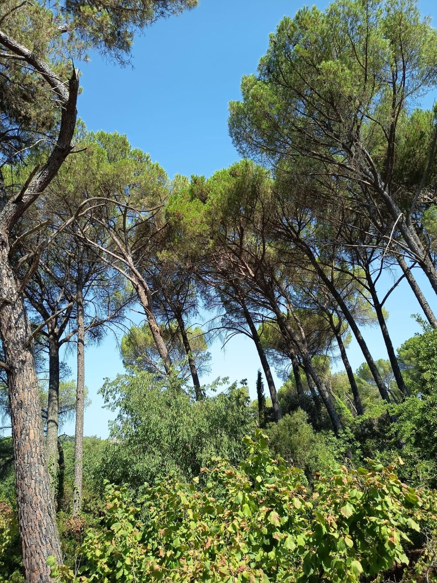 Jardín de Casa o chalet en venta en  Córdoba Capital