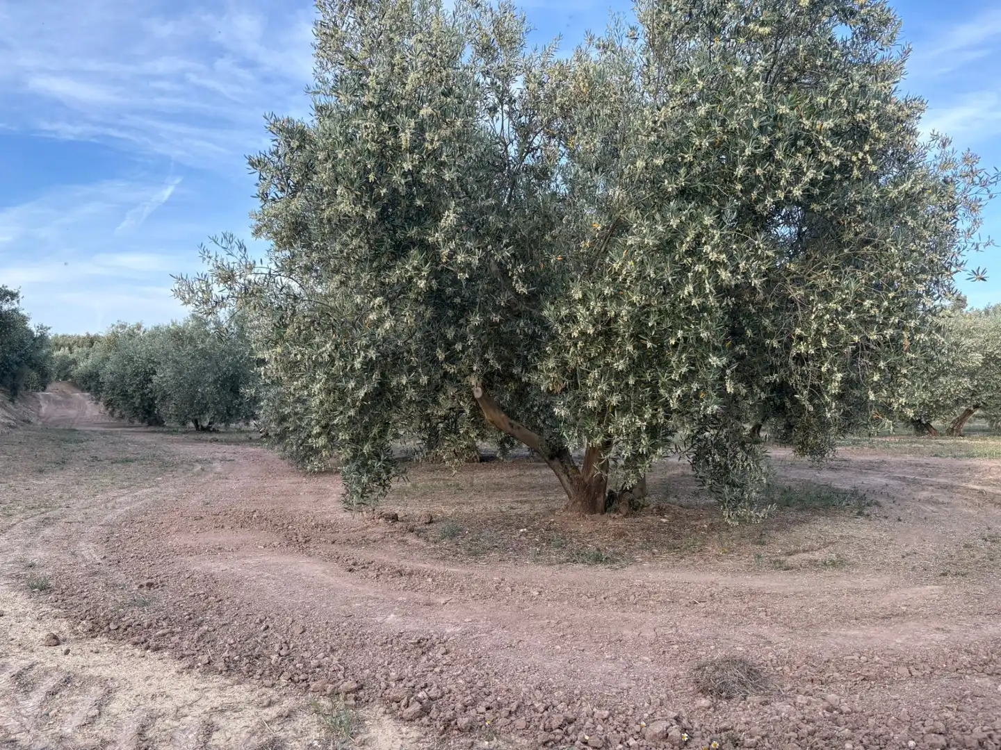 Terrenys i solars en venda a Cuevas del Campo, imagen 2