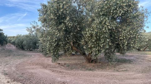 FINCA EN VENTA, imagen 2