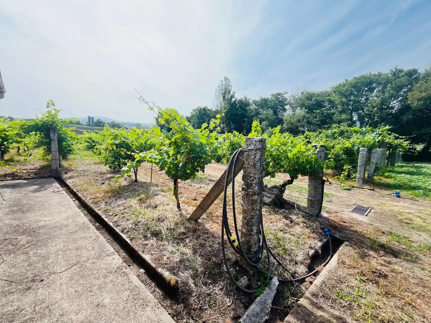 Finca rústica en venta en Ribadumia