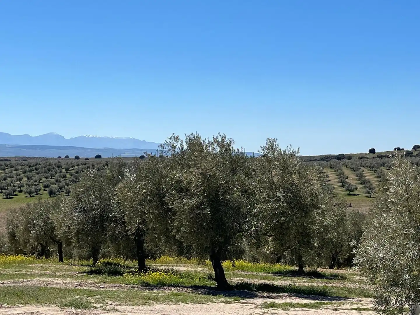 Terreny rústic en venda a Bélmez de la Moraleda, imagen 6