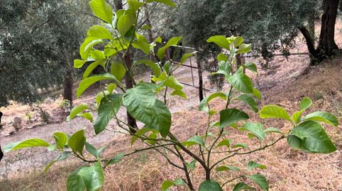 Foto 5 de Finca rústica en venda a Alcantarilla - La Glorieta, Jaén Capital