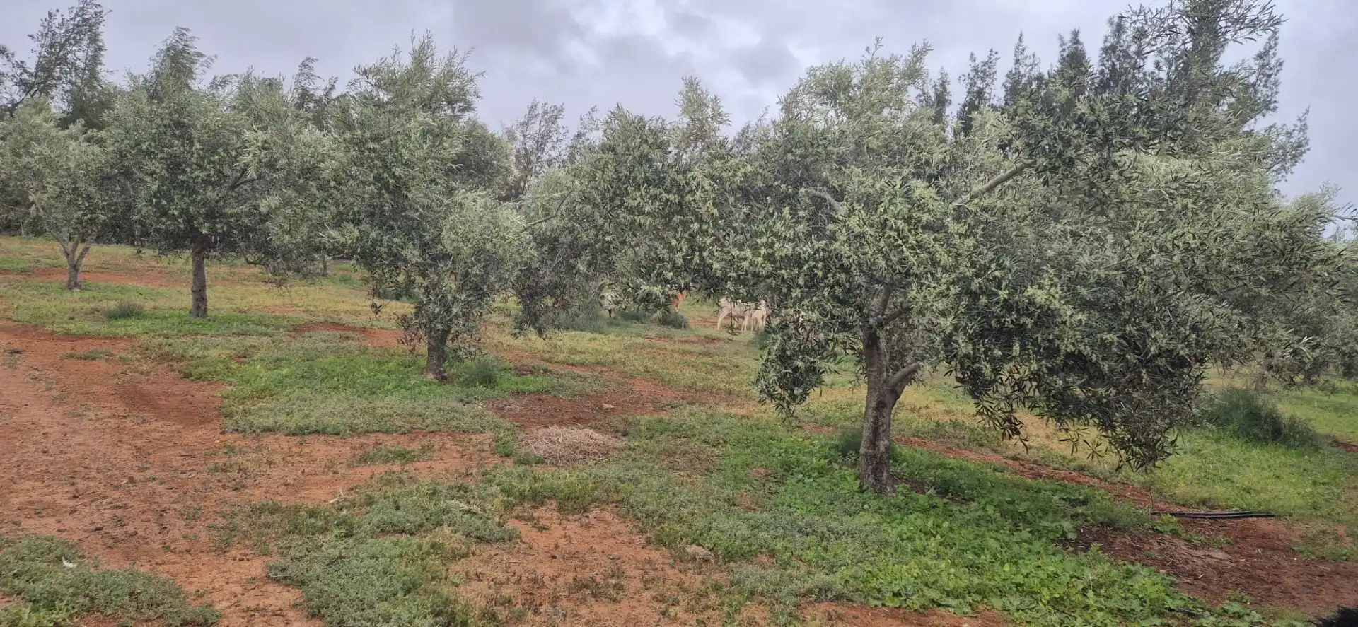 Terreno en venta en Antigua
