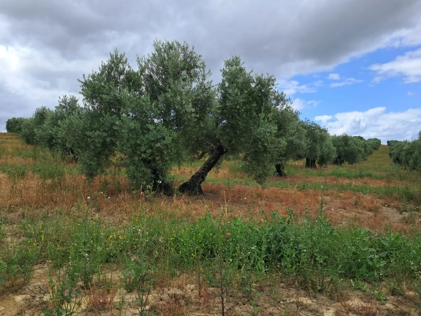 Lands and plots for sale in Bujalance, imagen 2