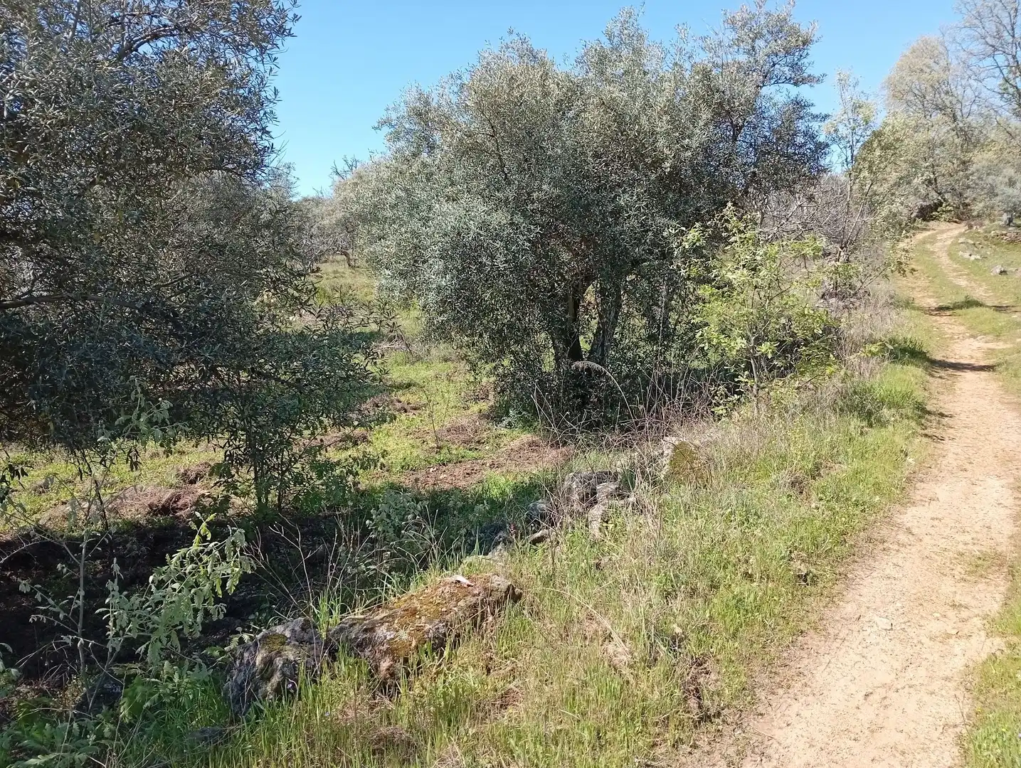Terreni e lotti in vendita a Valverde de la Vera, imagen 8