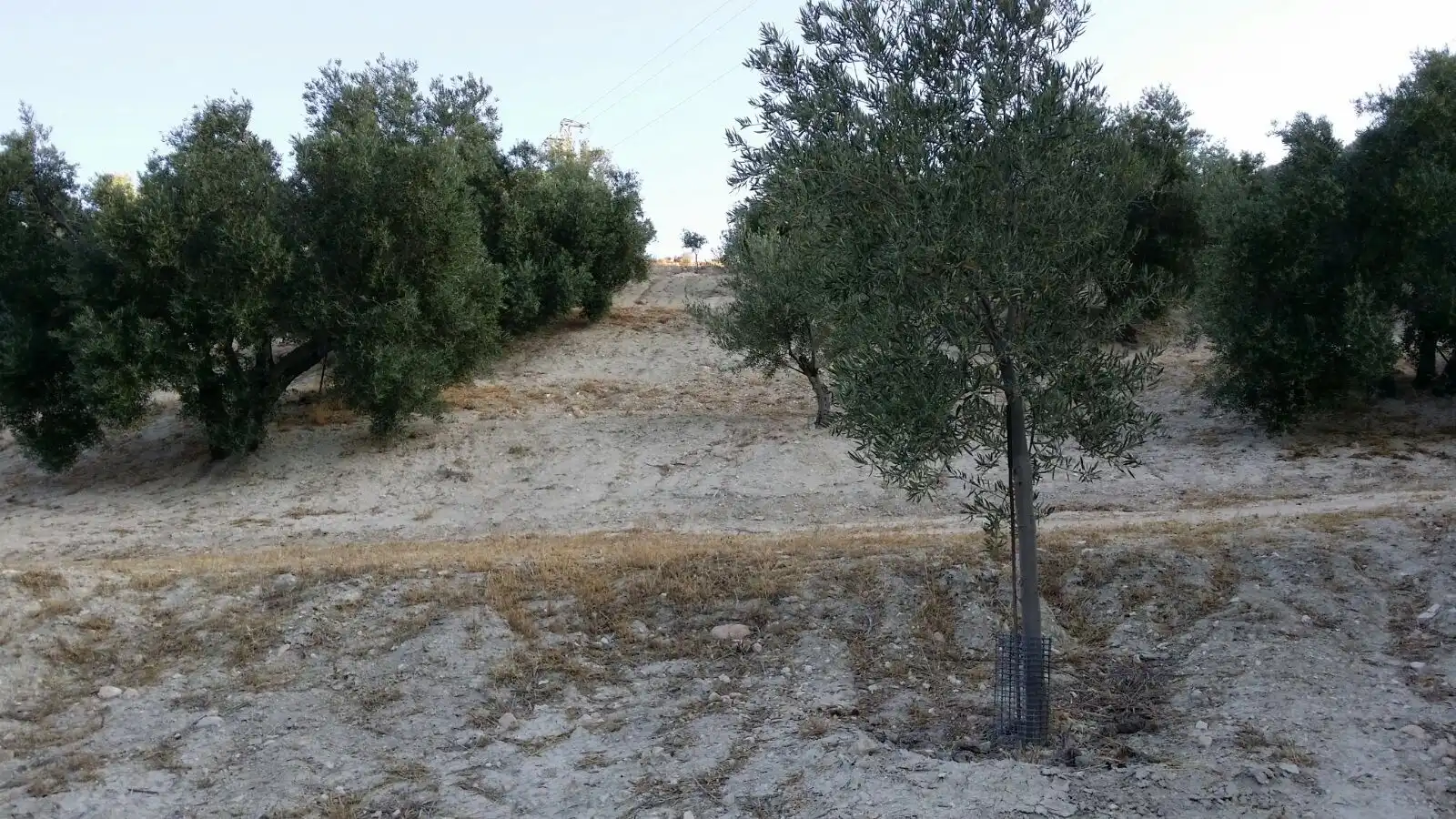 Terreni e lotti in vendita a Bedmar y Garcíez, imagen 5