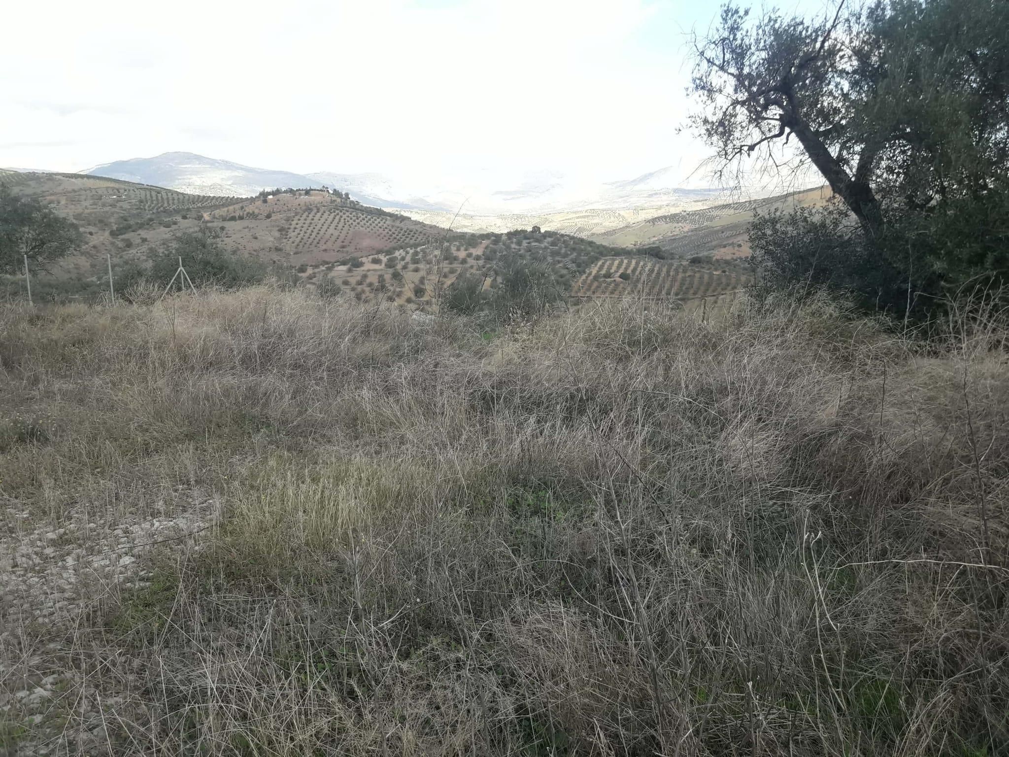Land for sale in Cútar