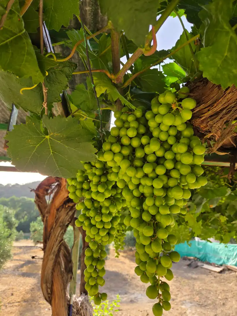 Terreni e lotti in vendita a Aldeaquemada, imagen 14