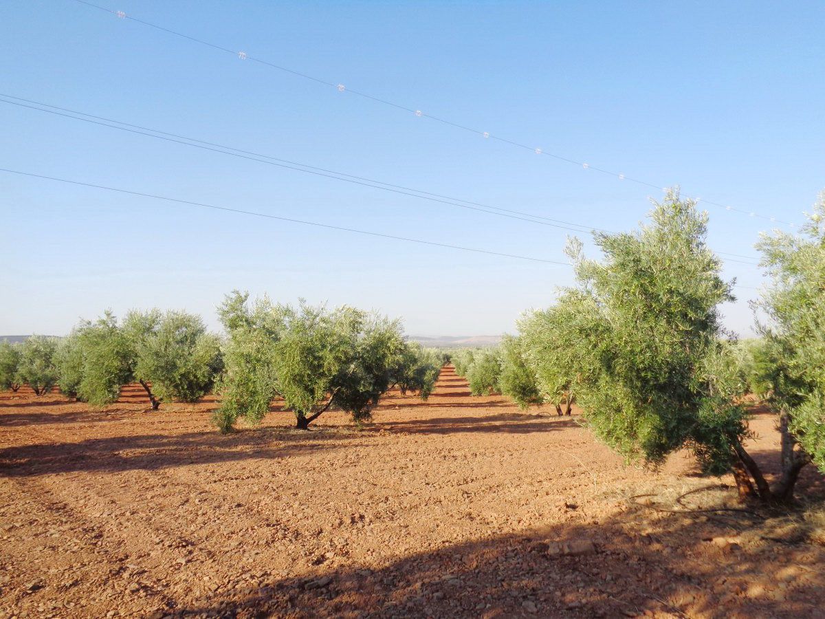 Finca rústica en venda en Moral de Calatrava
