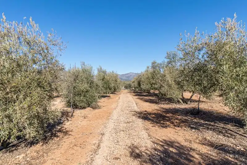 Terreni e lotti in vendita a Cogollos de la Vega, imagen 23