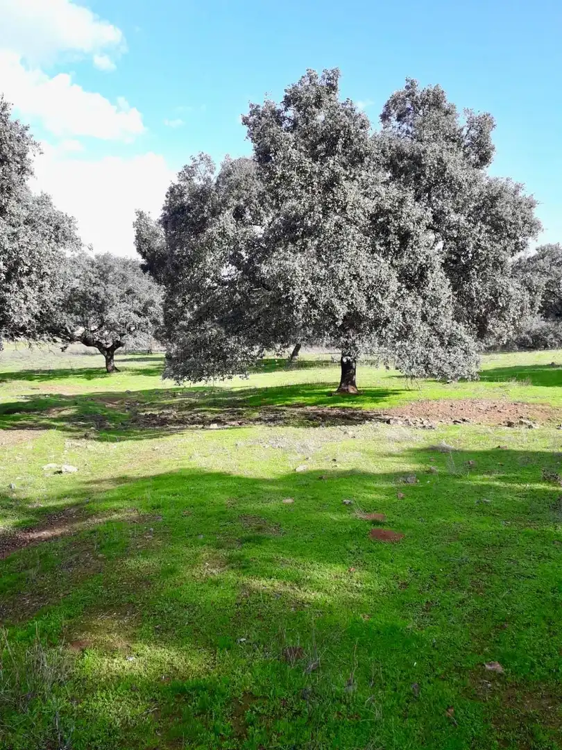 Rural land for sale in Fuente Obejuna, imagen 19