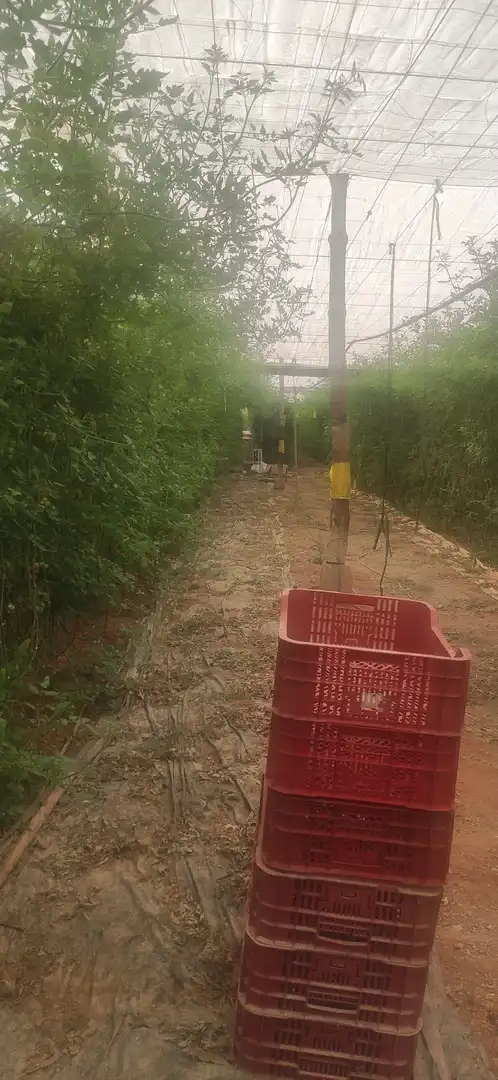 Casa rústica amb jardí en venda a Motril  ciudad, imagen 8