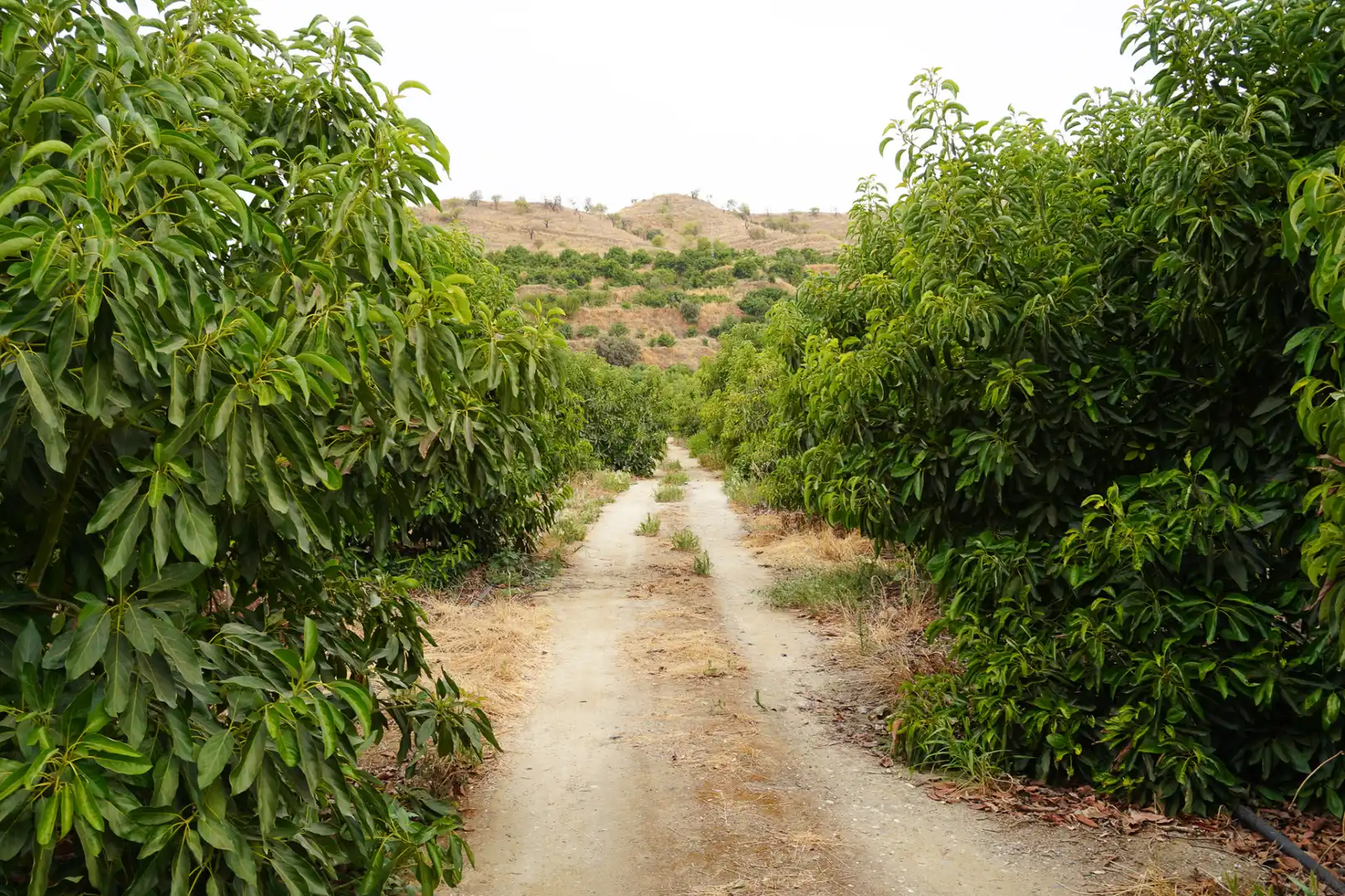 Terrenys i solars en venda a Coín, imagen 32