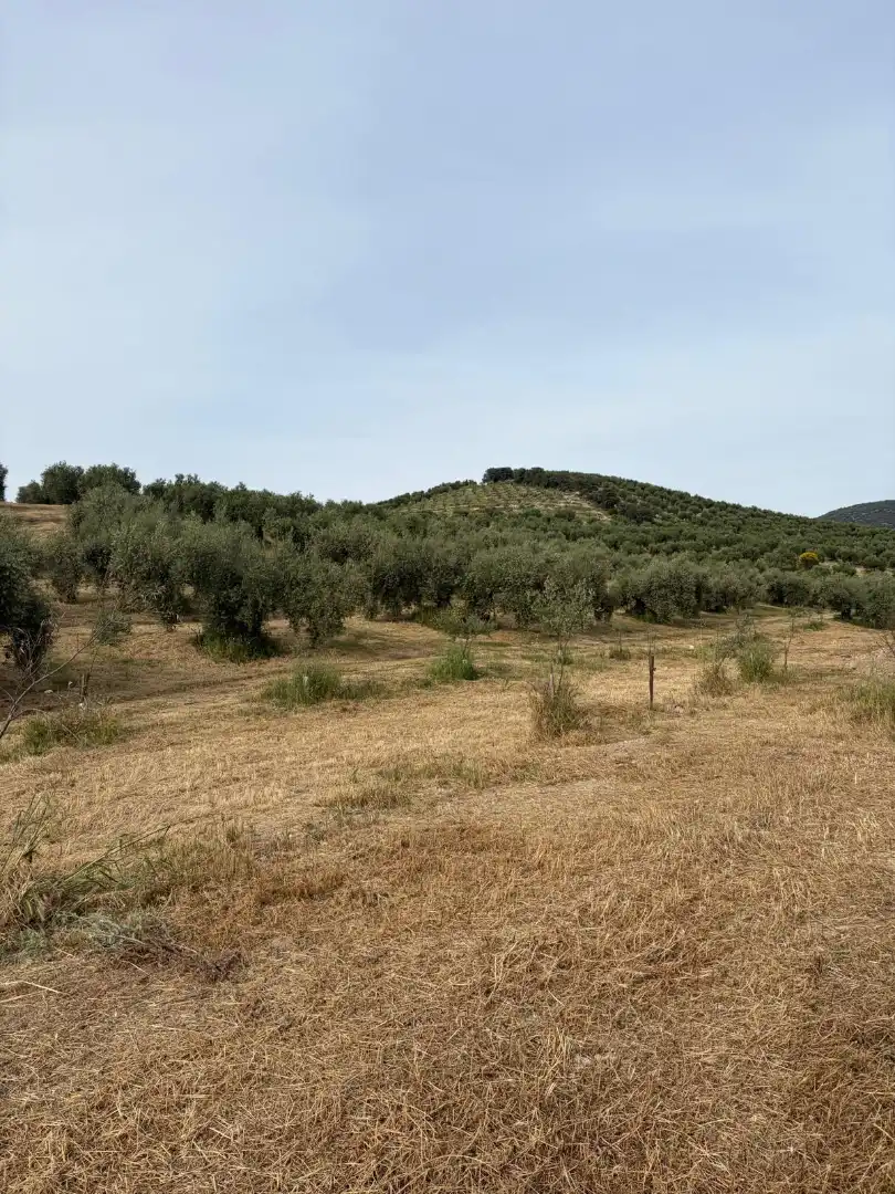 Terreny rústic en venda a Priego de Córdoba, imagen 2