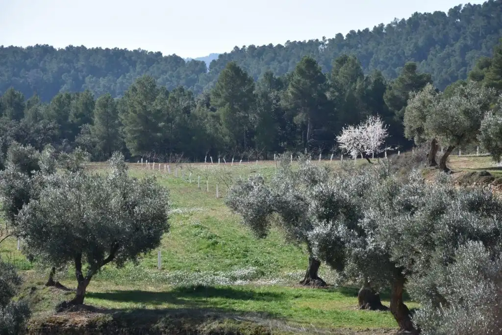 Garden of Country homes for sale in La Fresneda