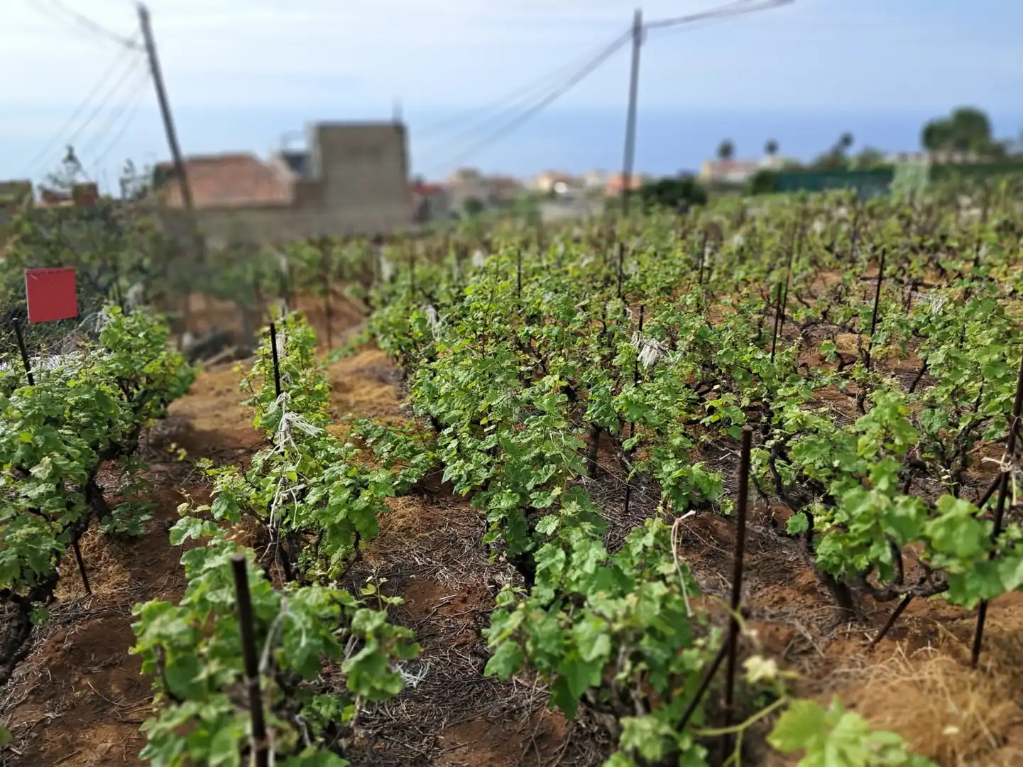 Terreno rústico en venta en Victoria de Acentejo La - Camino Potaiga, imagen 5