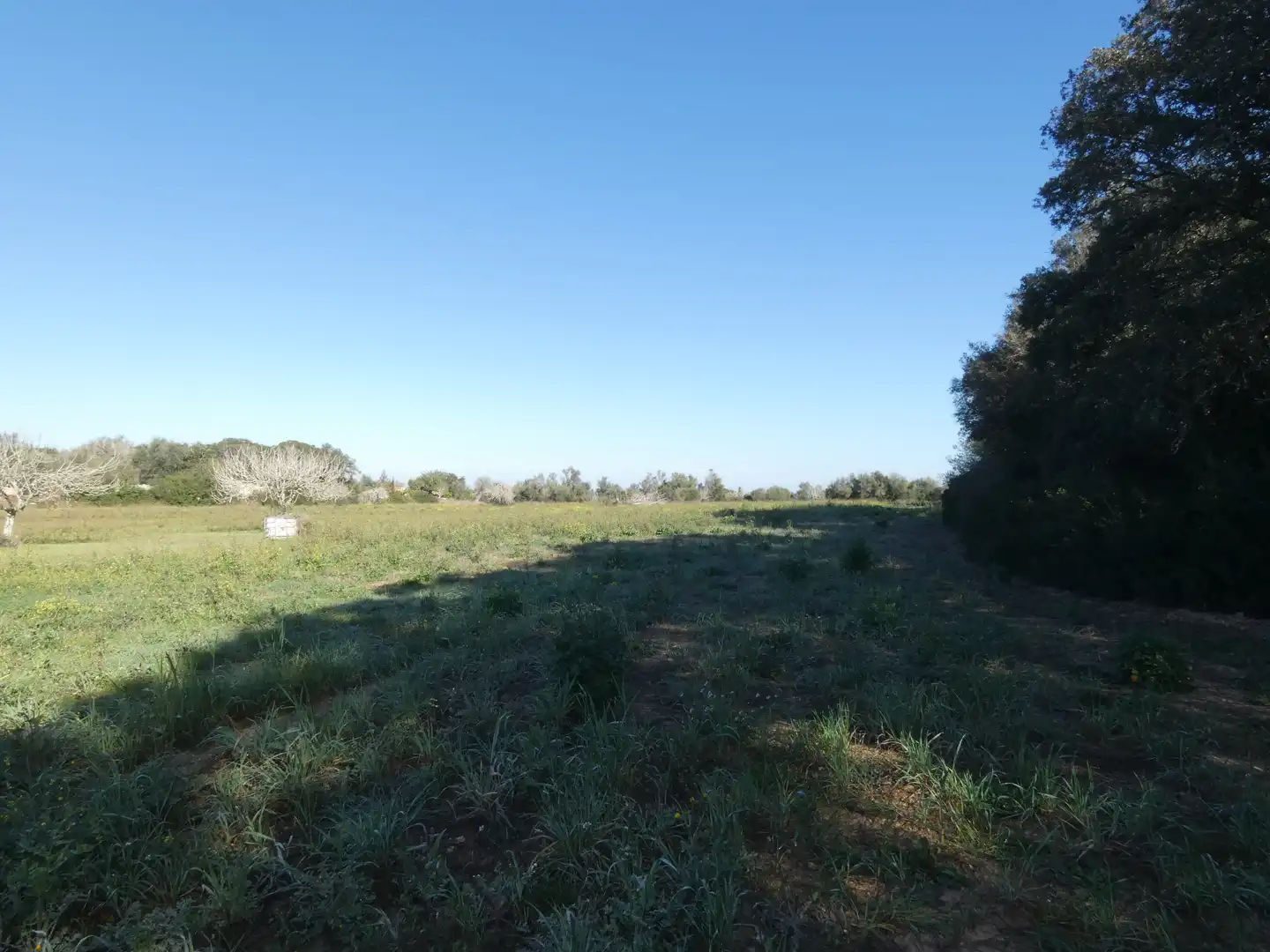 Residential land for sale in Sineu, imagen 5