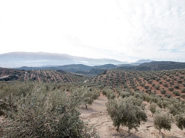 Casa rustica in vendita a CORTIJO LA BARRAGANA